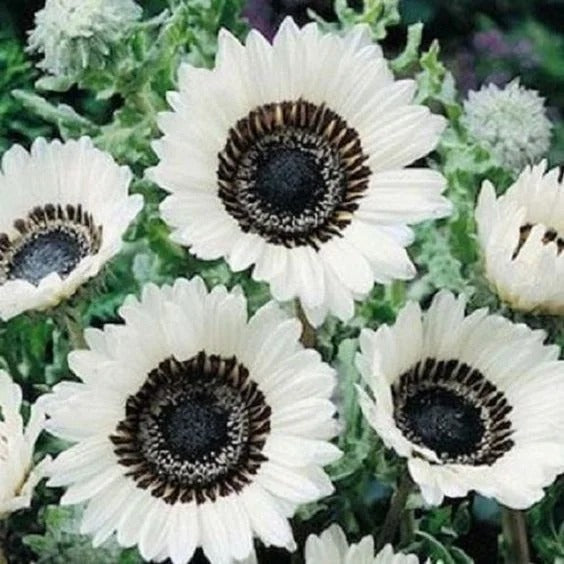 Italian White Sunflower Seeds