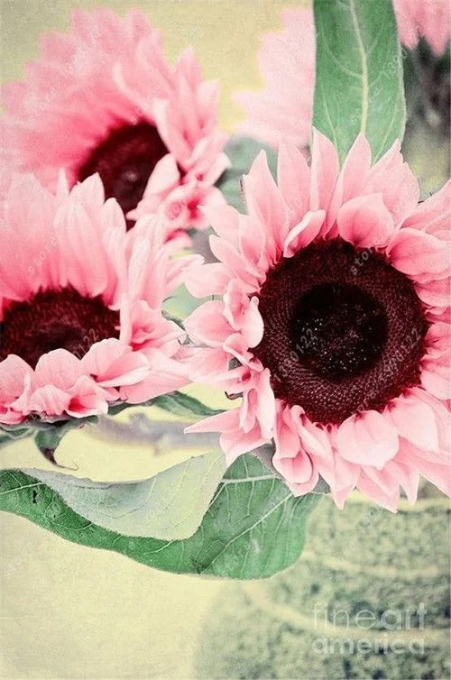 Midnight Oil Pink Sunflowers Seeds