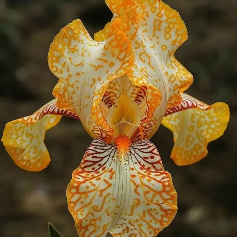 🔥【Limited Time Sale】🌺Iris Seeds - Rare Species