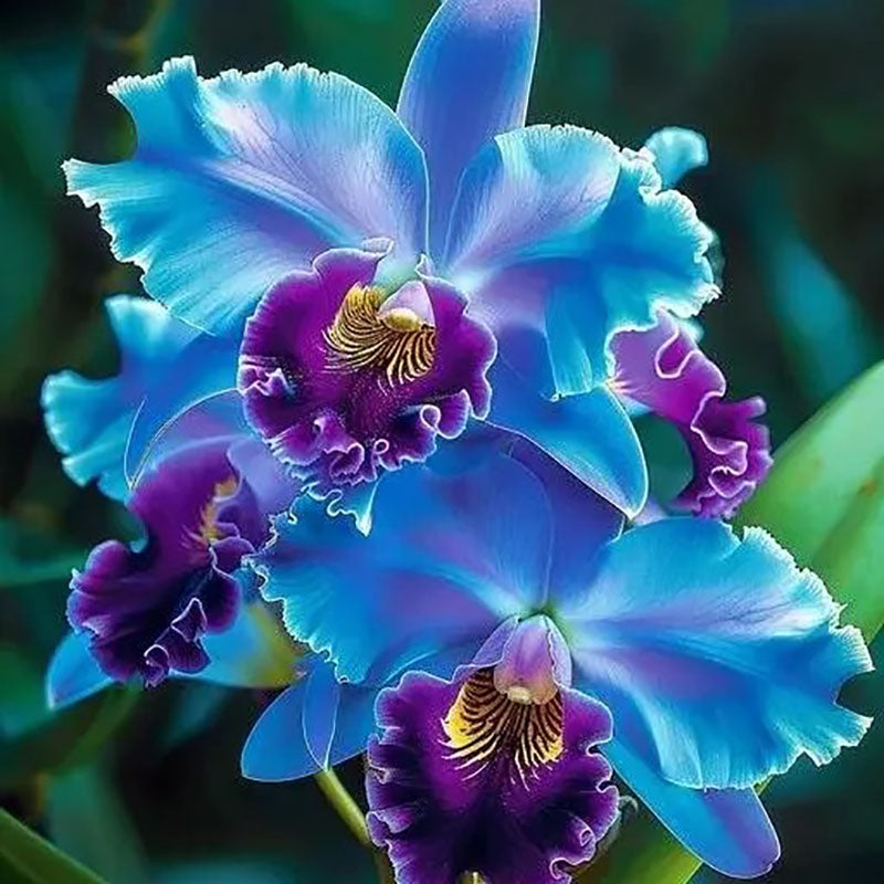 🔥【Limited Time Sale】🌺Iris Seeds - Rare Species