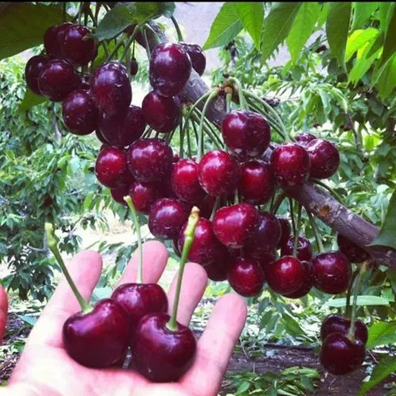 Rainier Cherry Fruit Seeds(Can be planted in winter)