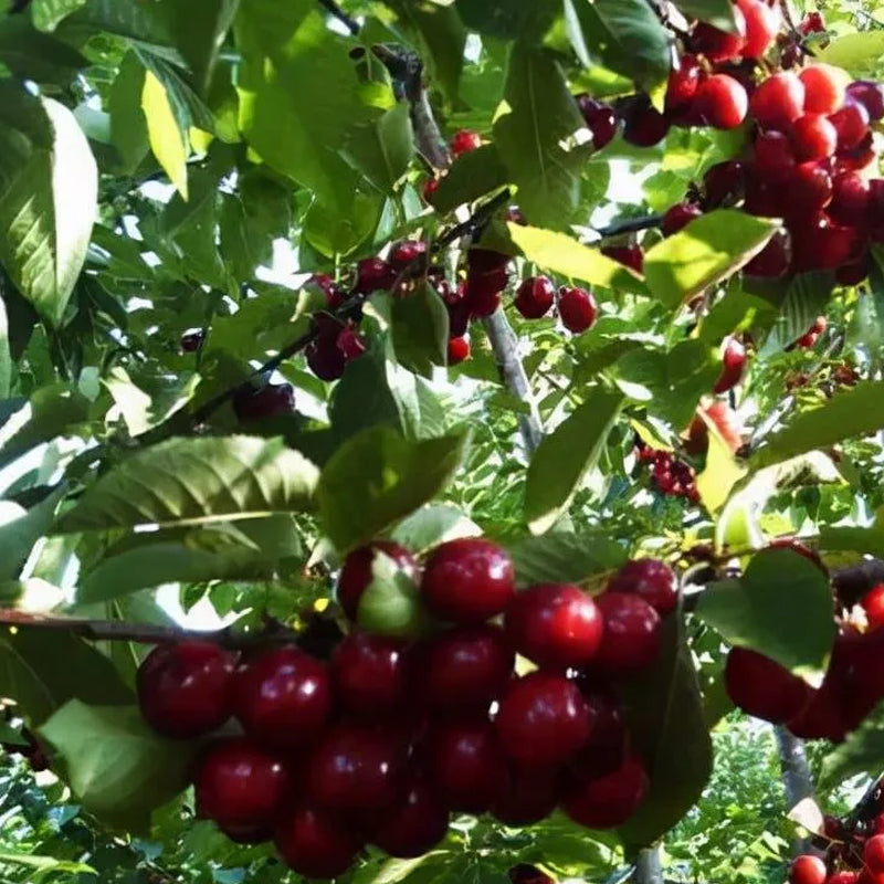 Rainier Cherry Fruit Seeds(Can be planted in winter)