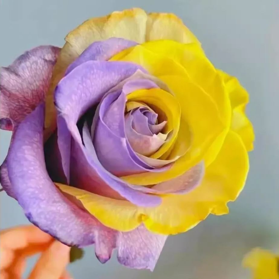 'Two-Color Glazed' Rose Seeds