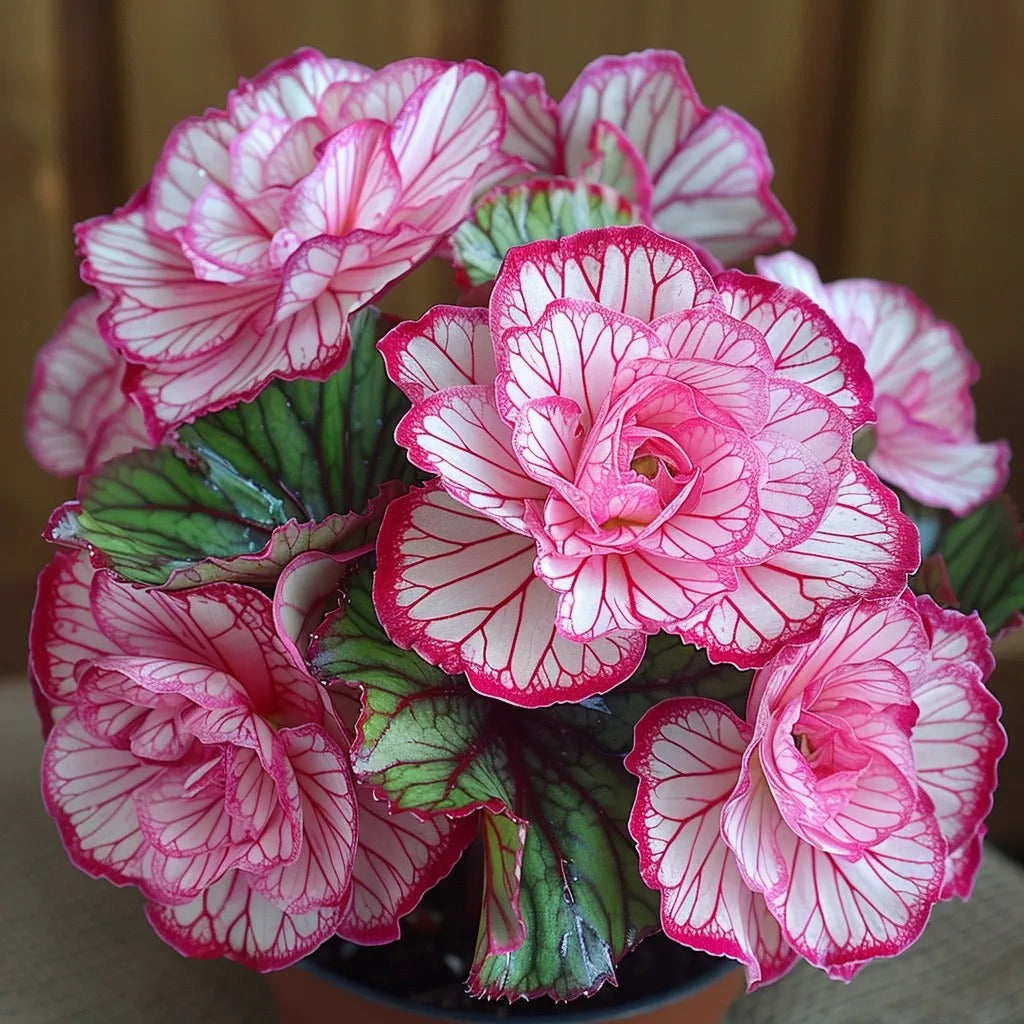 Rare Twin Begonia Seeds - Pink and White