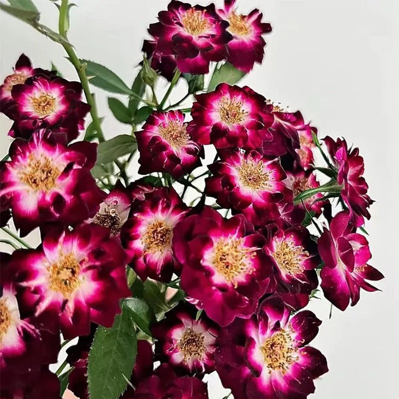 'Diamond Eye' Rose Seeds