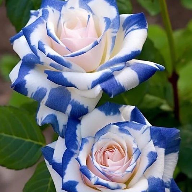 Rare Twin Rose 'Blue Stripe' Seeds