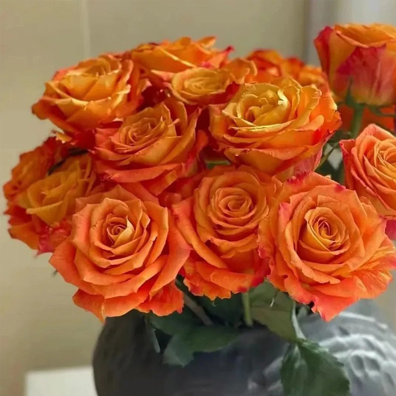 'Ode to Joy' Rose Seeds