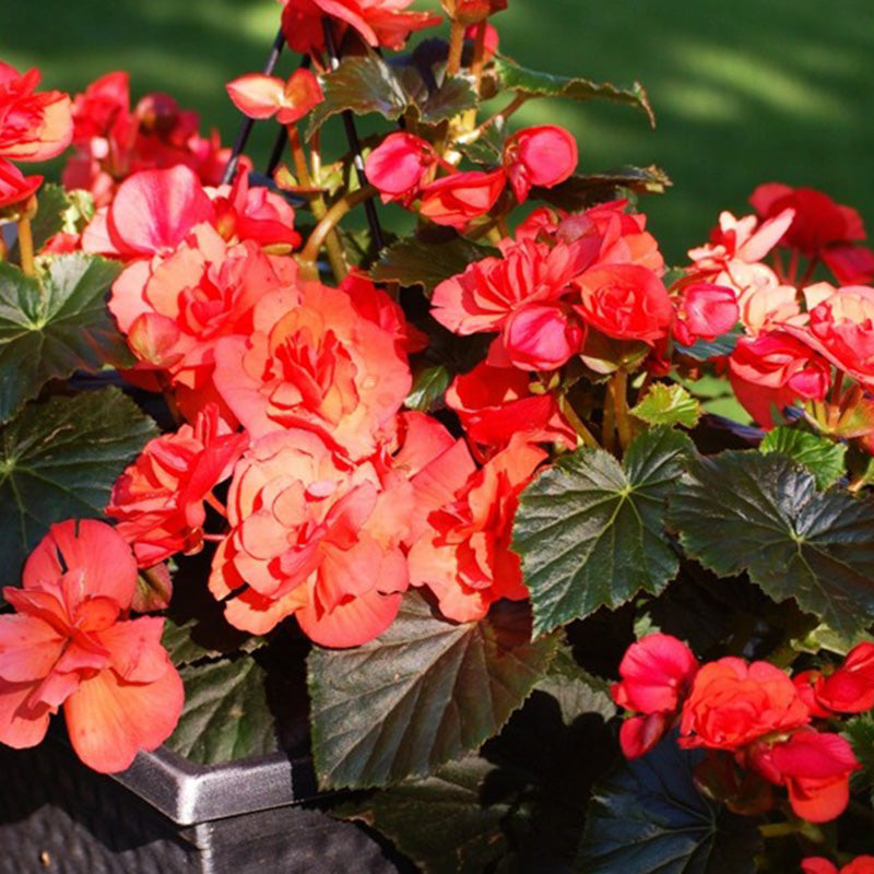 Mocca Cherry Begonia Seeds