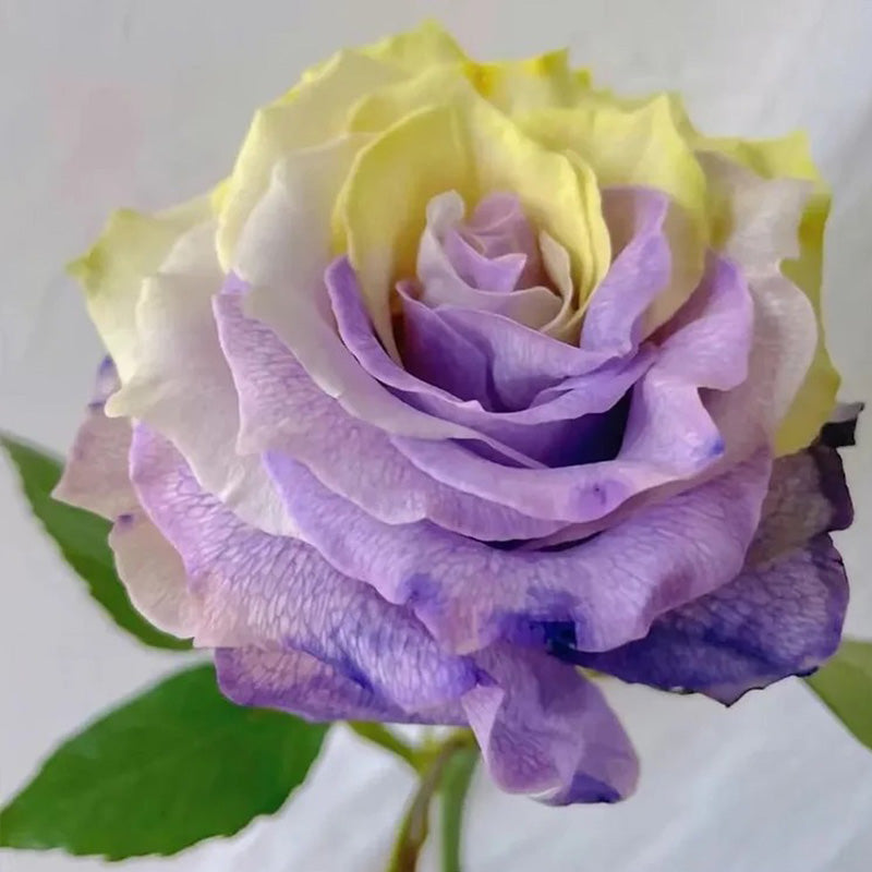 'Two-Color Glazed' Rose Seeds