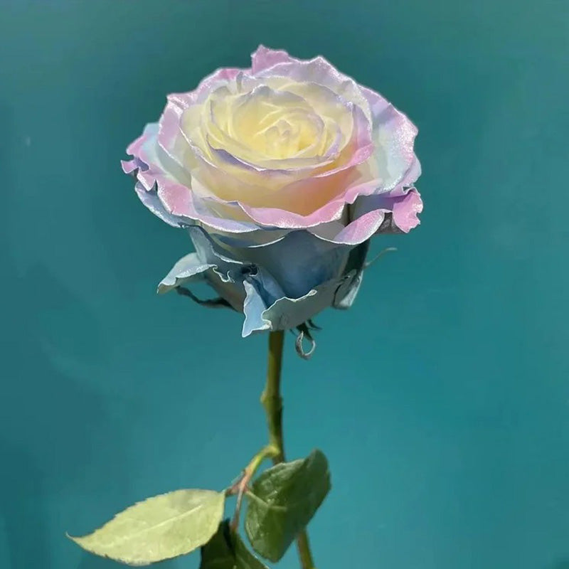 Ecuadorian Rose - Fairy Tale Seeds