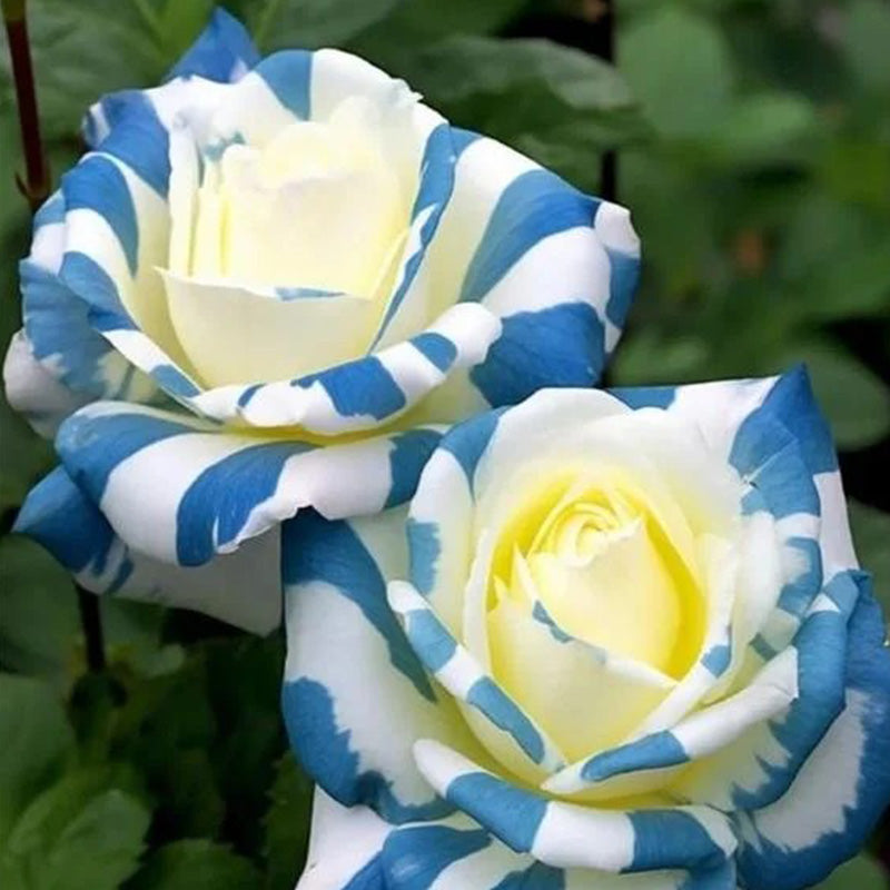 Rare Twin Rose 'Blue Stripe' Seeds