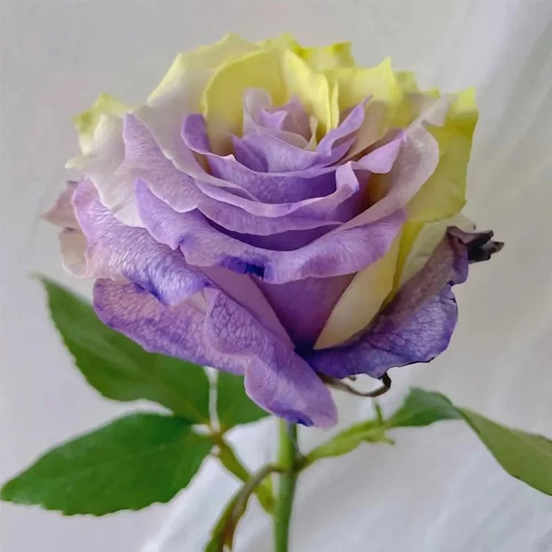 'Two-Color Glazed' Rose Seeds