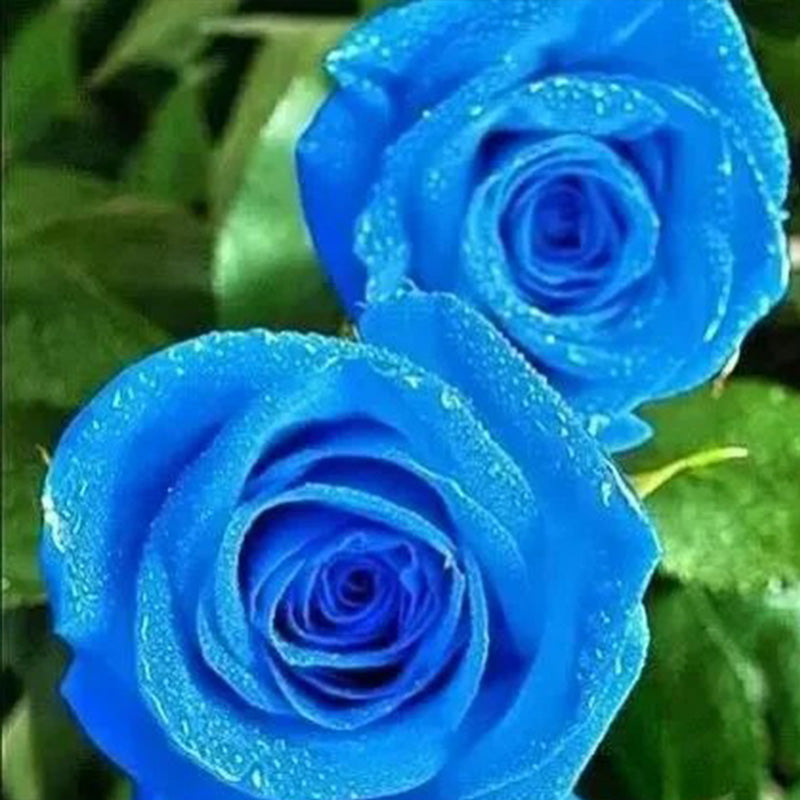 Rosa 'Blue Moon' Seeds