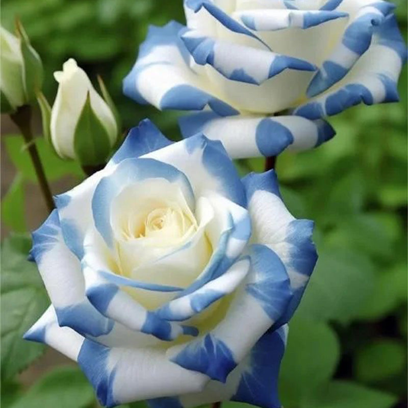 Rare Twin Rose 'Blue Stripe' Seeds