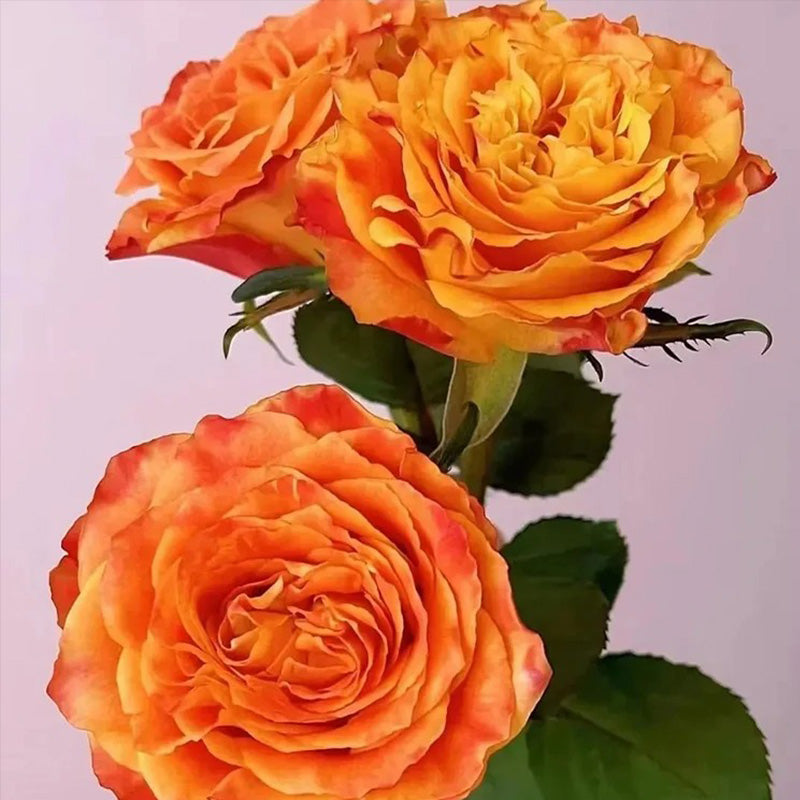 'Ode to Joy' Rose Seeds