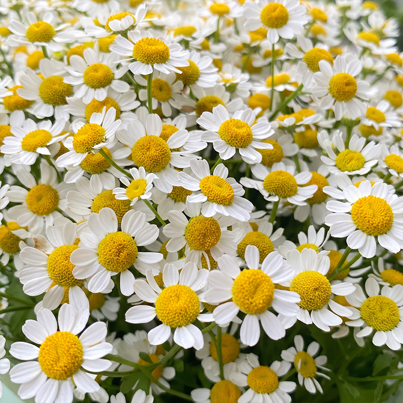 Ox Eye Daisy Seeds Perennial Tall Single for Wildflower Gardens