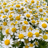Ox Eye Daisy Seeds Perennial Tall Single for Wildflower Gardens