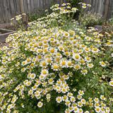 Ox Eye Daisy Seeds Perennial Tall Single for Wildflower Gardens