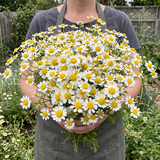 Ox Eye Daisy Seeds Perennial Tall Single for Wildflower Gardens