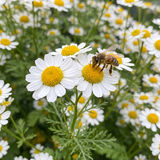 Ox Eye Daisy Seeds Perennial Tall Single for Wildflower Gardens