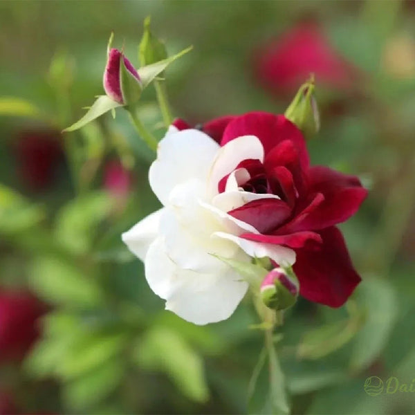 Rare Twin Roses - Seeds