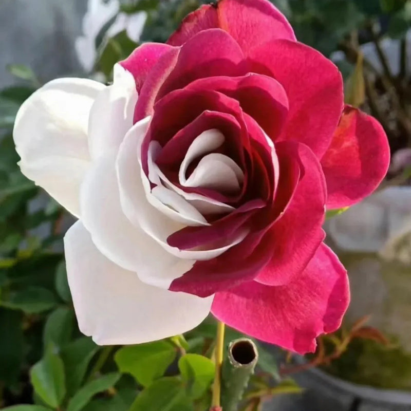 Rosas gemelas raras - Semillas