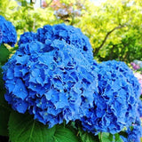 Hydrangea Seed Bonsai Flower Seeds Hydrangea Perennial Garden Home