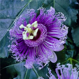 Egrow Passion Flower Seeds Garden Rare Passiflora Incarnata Fruit Plants Seeds