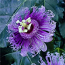 Egrow Passion Flower Seeds Garden Rare Passiflora Incarnata Fruit Plants Seeds
