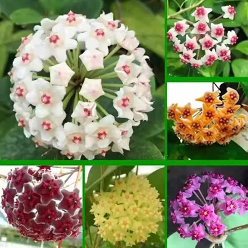 Hoya Carnosa Mixed Color Seeds