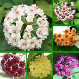 Hoya Carnosa Mixed Color Seeds