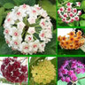 Hoya Carnosa Mixed Color Seeds