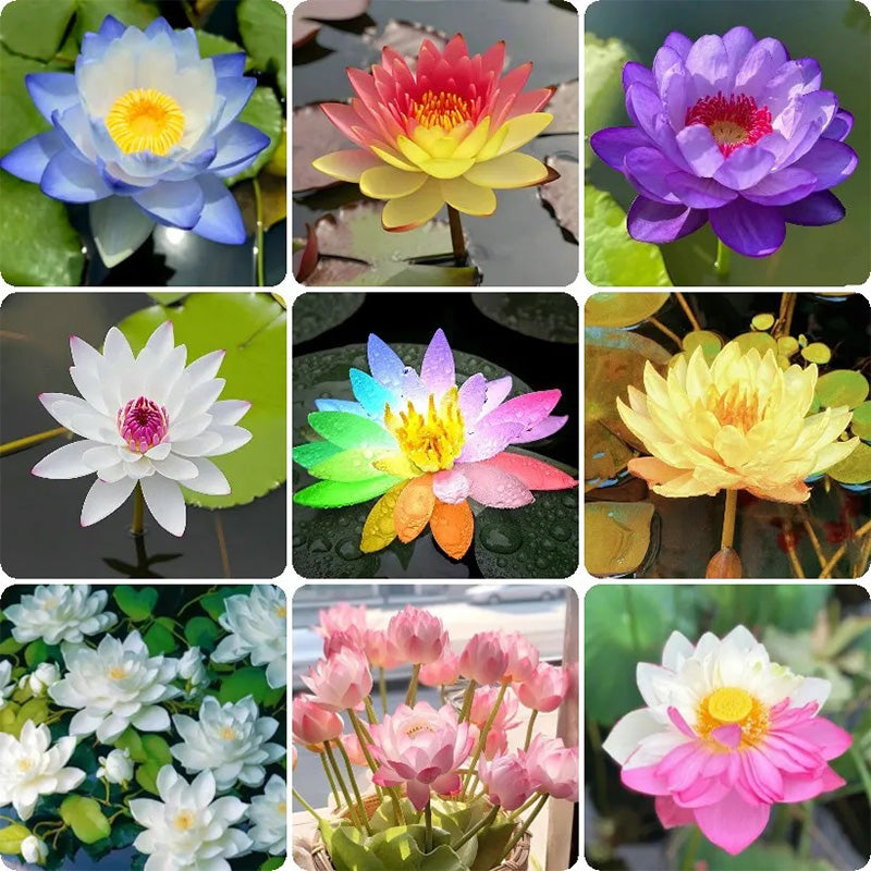 The Sacred Bonsai Lotus Flower