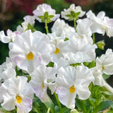 Pansy Winter Elf Series - I Miss You Endlessly