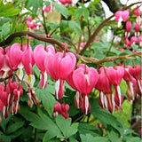 Ocean Bleeding Heart Seeds ~ Dicentra Spectabilis ~ Gifts ~ Grow Your Own ~ Spring Flowers