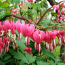 Ocean Bleeding Heart Seeds ~ Dicentra Spectabilis ~ Gifts ~ Grow Your Own ~ Spring Flowers