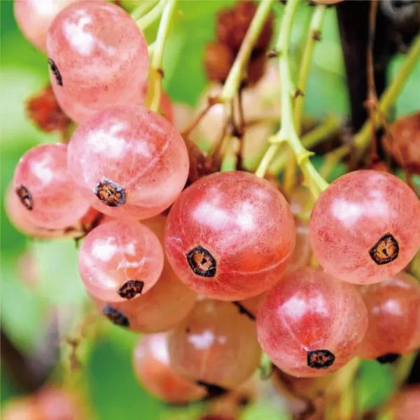 Multicolor Gooseberry Seeds