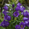 Semillas de flores de Chimes
