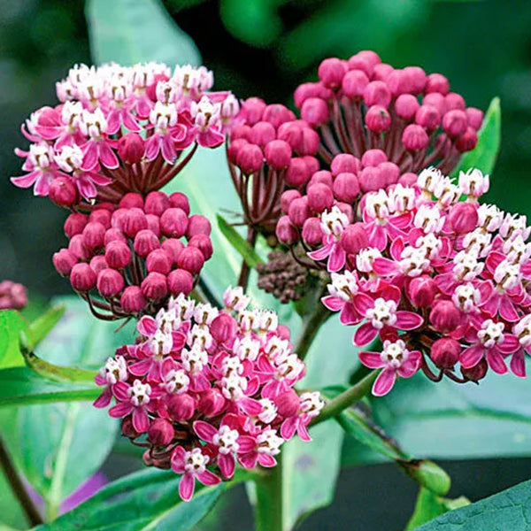 Colección Asclepias