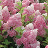 Semillas de flores de hortensia cónica: vainilla, fresa y lima