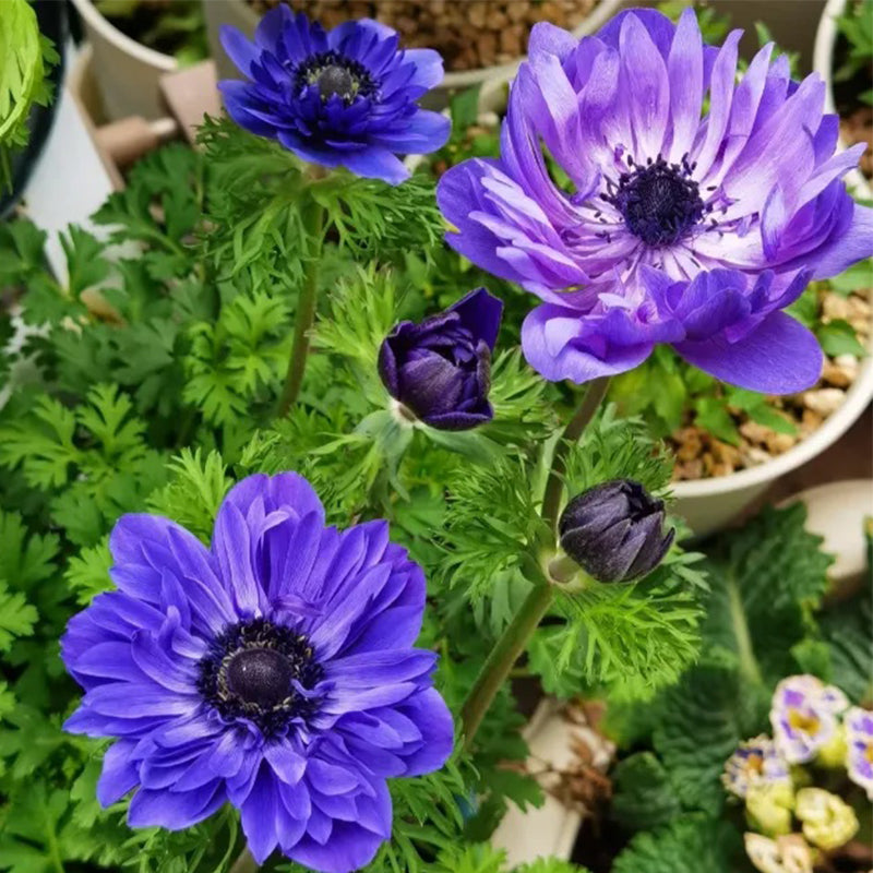 Double Anemone Seeds — Add Resilient Elegance to Your Garden!