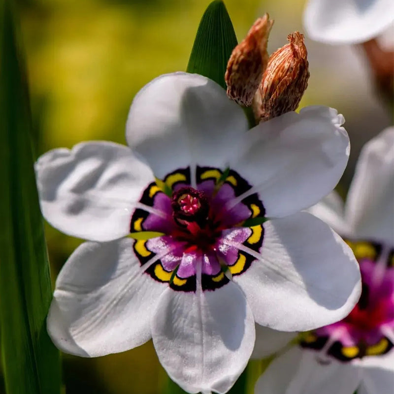The Stunning Tricolor Wandflower Seeds Collection