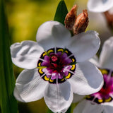 The Stunning Tricolor Wandflower Seeds Collection