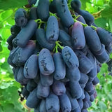 Último día 50% de descuento - Semillas de uva Sapphire de alta calidad - 98% de germinación