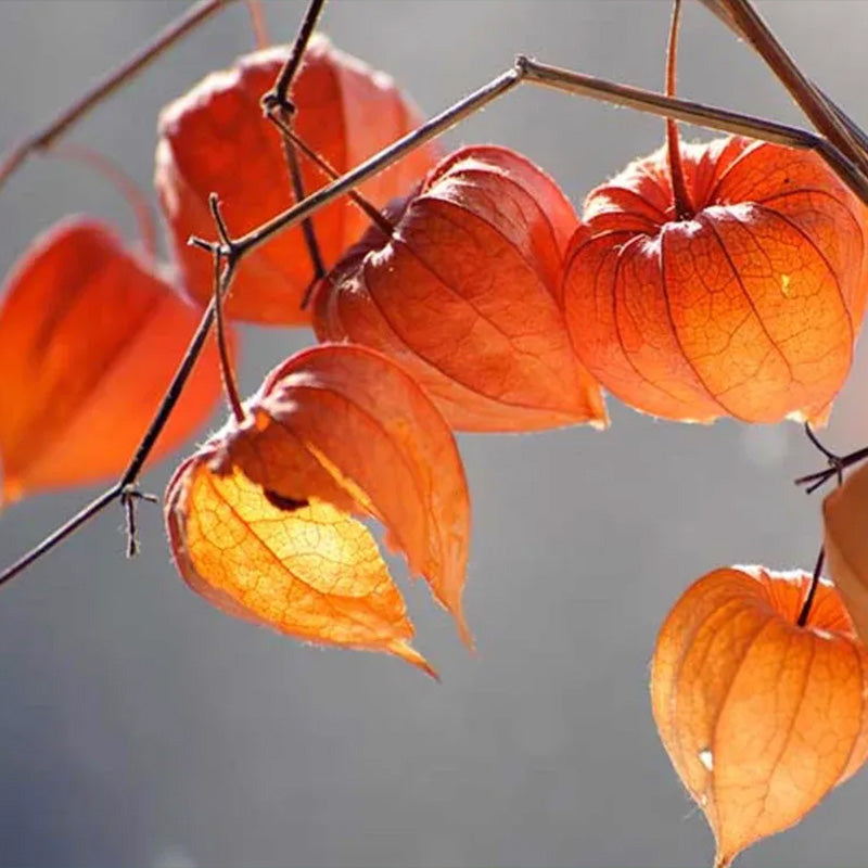 Physalis alkekengi,Strawberry groundcherry,Winter Ground Cherry - Chinese Lantern Seeds