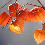 Physalis alkekengi,Strawberry groundcherry,Winter Ground Cherry - Chinese Lantern Seeds