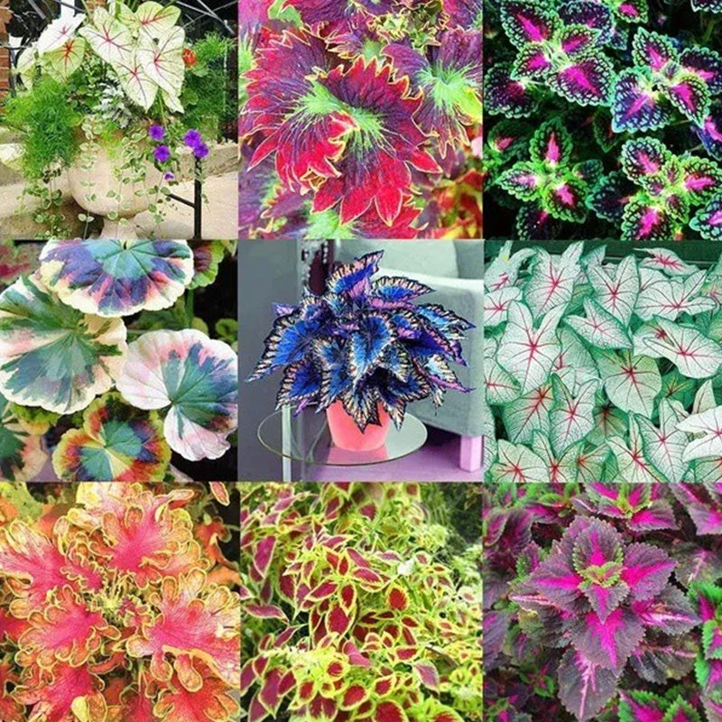 Coleus Bonsai Flower Leaf Plants Rainbow Dragon Seeds