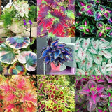 Coleus Bonsai Flower Leaf Plants Rainbow Dragon Seeds
