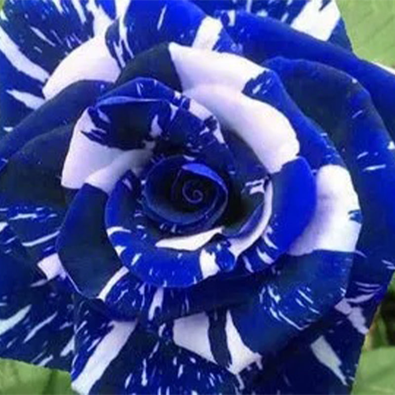Blue Dragon Rose Seeds