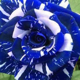 Blue Dragon Rose Seeds